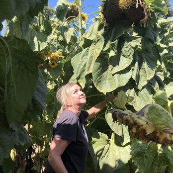 Centerville Station - Sunflower Maze - Farmers Market Near Me - Sanger, California Centerville Station - Sunflower Maze - Farmers Market Near Me - Sanger, California