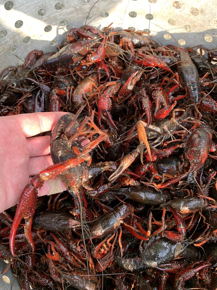 FARMERS MEAT MARKET Updated August 2024 4850 Scenic Hwy, Baton