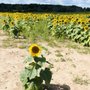 Appleland Farm Market