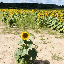 Appleland Farm Market