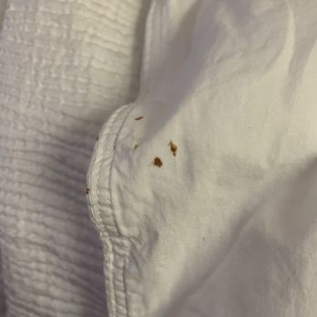 Quality Inn & Suites - Blood spots on sheets - looks pretty fresh. - Hotels Near Me - Springfield, Oregon