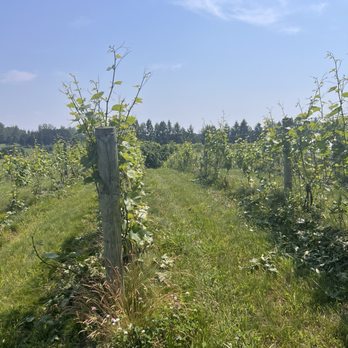 Mawby Sparkling Wine - Wineries Near Me - Suttons Bay, Michigan Mawby Sparkling Wine - Wineries Near Me - Suttons Bay, Michigan