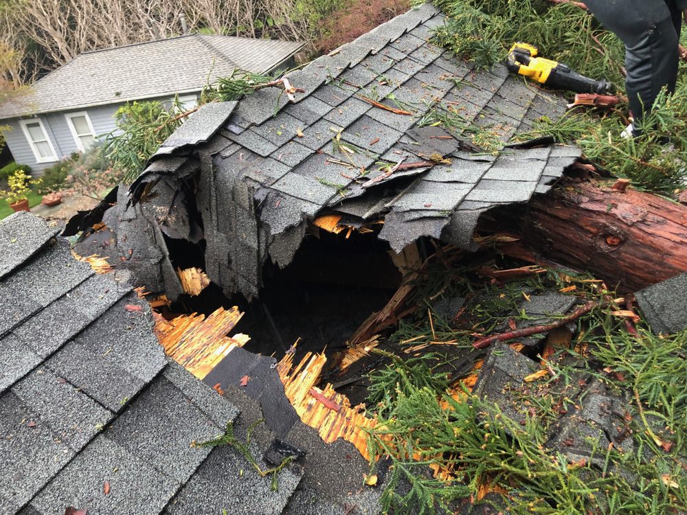 Firefighter Tree Service - tree service in Redwood City, CA