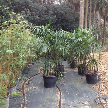 Palm Trees - Nurseries & Gardening Near Me - Johns Island, South Carolina