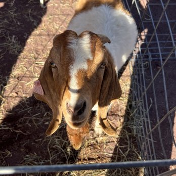 Haddon Square Pop-Up - a goat in a cage - Pop-Up Restaurants Near Me - Haddon Township, New Jersey