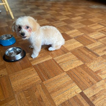 American Kennels - Pet Stores Near Me - New York, New York American Kennels - Pet Stores Near Me - New York, New York