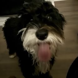 Sit Means Sit Dog Training East Texas