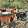 Photo of Alma Bonita Animal Rescue