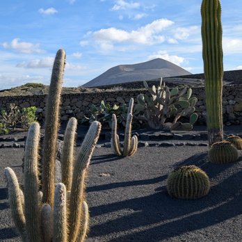 Bodegas EL GRIFO - Nice cactus garden - Wine Tasting Room Near Me - Lanzarote, GC