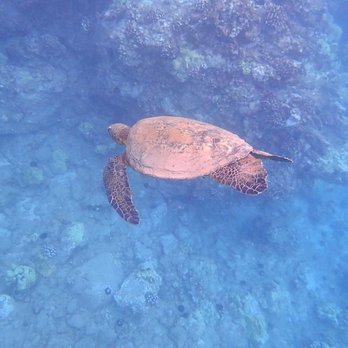 Trilogy Excursions - Heading back to shelter - Snorkeling Near Me - Lahaina, Hawaii