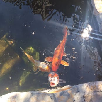 Robert Sinskey Vineyards - Koi pond! - Wineries Near Me - Napa, California Robert Sinskey Vineyards - Koi pond! - Wineries Near Me - Napa, California