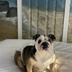 Macland Animal Hospital - Pookie