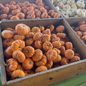 Southern Hill Farms - Fruits & Veggies Near Me - Clermont, Florida Southern Hill Farms - Fruits & Veggies Near Me - Clermont, Florida