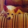 Photo of Wilsons Grooming