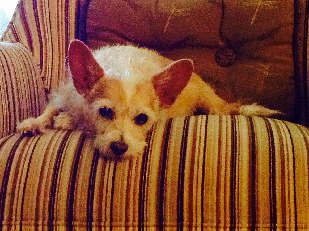 WILSONS GROOMING Updated August 2024 1074 Wilson Rd, Boone, North Carolina Pet