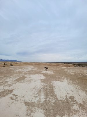 Tule Springs Fossil Beds National Monument by null