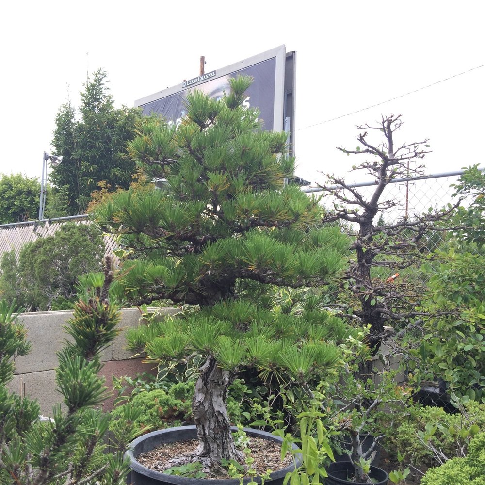 Chikugo-En - Nurseries & Gardening Near Me - Gardena, California