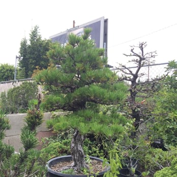 Chikugo-En - Nurseries & Gardening Near Me - Gardena, California Chikugo-En - Nurseries & Gardening Near Me - Gardena, California
