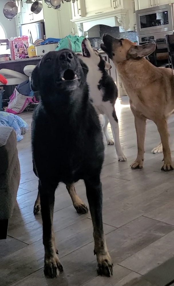 LODGE YOUR PAWS Updated September 2024 1526 Plank Road, Sarnia