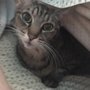 Photo of Creature Comforts Veterinary Services