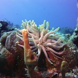 Planet Scuba - Cozumel trip, 2016