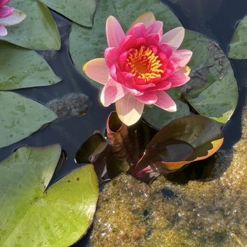 Filoli - Water lilies in two separate waterlily ponds on the property! - Botanical Gardens Near Me - Woodside, California