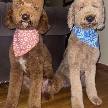 Bella Banana Pet Spa - Pet Groomers Near Me - Torrance, California Bella Banana Pet Spa - Pet Groomers Near Me - Torrance, California