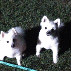 Box Elder Vet Clinic - Bristol and Malibu happy as could be