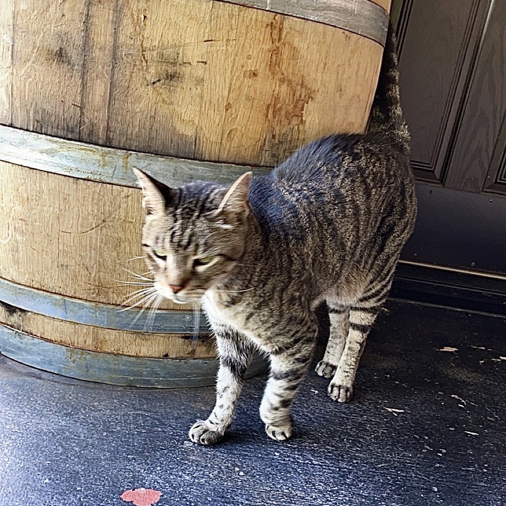 Lovely local kitty. Lovely local kitty.