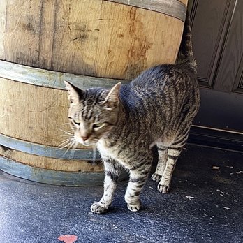 Celebration Cellars Winery - Lovely local kitty. - Wineries Near Me - Frederick, Maryland