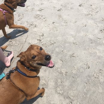 Longport Dog Beach - Beaches Near Me - Somers Point, New Jersey