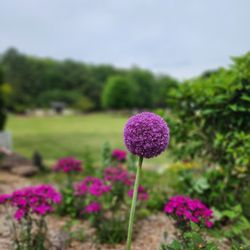 Botanical Garden of the Ozarks
