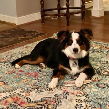 Pet Supplies Plus Midlothian - Daisy - Pet Stores Near Me - Midlothian, Virginia