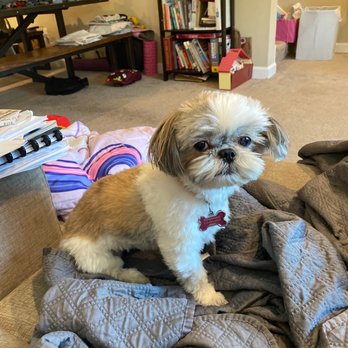 Stylish Mo - Lhasa Apso haircut - Pet Groomers Near Me - Menlo Park, California Stylish Mo - Lhasa Apso haircut - Pet Groomers Near Me - Menlo Park, California