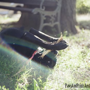 Paws and Prints Austin - Otis in Missouri - Session Photography Near Me