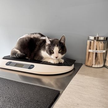 Los Altos Veterinary Clinic - Veterinarians Near Me - Los Altos, California