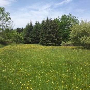 Webster Park - Open field filled with buttercups - Parks Near Me - Webster, New York