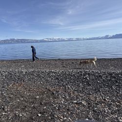 Patton Beach - Dog friendly beaches ate the best