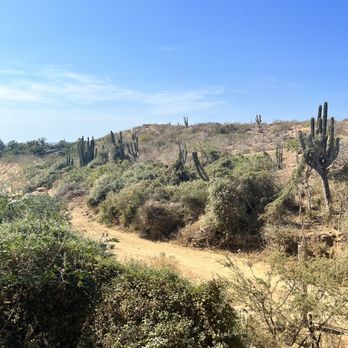 Cactus Tours - Desert - Tours Near Me - Cabo San Lucas, BCS