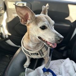 Kulshan Veterinary Hospital - My little old man