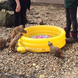 Old Macdonalds Farm Park - Meerkat food