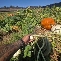 Stehly Farms Organics