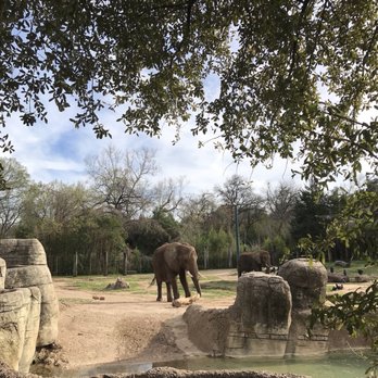 Cameron Park Zoo - Elephant - Zoos Near Me - Waco, Texas Cameron Park Zoo - Elephant - Zoos Near Me - Waco, Texas