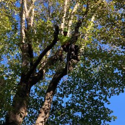 CJ's Tree Service