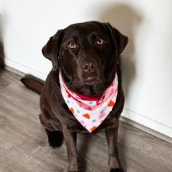Puppy Love Groomers