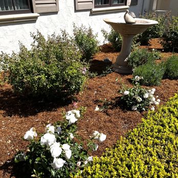 Aguilar's Landscaping - Added white rose bushes and gorilla hair mulch - Landscaping Near Me - Monterey , California