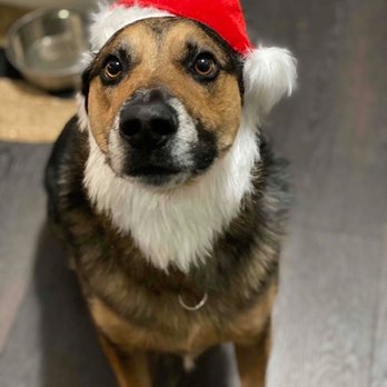 Pet Sitting MKE - Dog Walkers Near Me Pet Sitting MKE - Dog Walkers Near Me