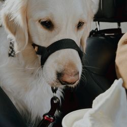 Pampered Paws Pet Grooming Giftly Beautiful Gift Card Alternative