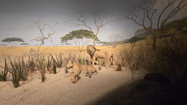 Milwaukee Public Museum by null