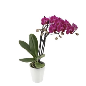 Ralphs - Fuschia orchids - Grocery Near Me - Fontana, California